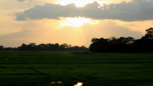 Paddy Field